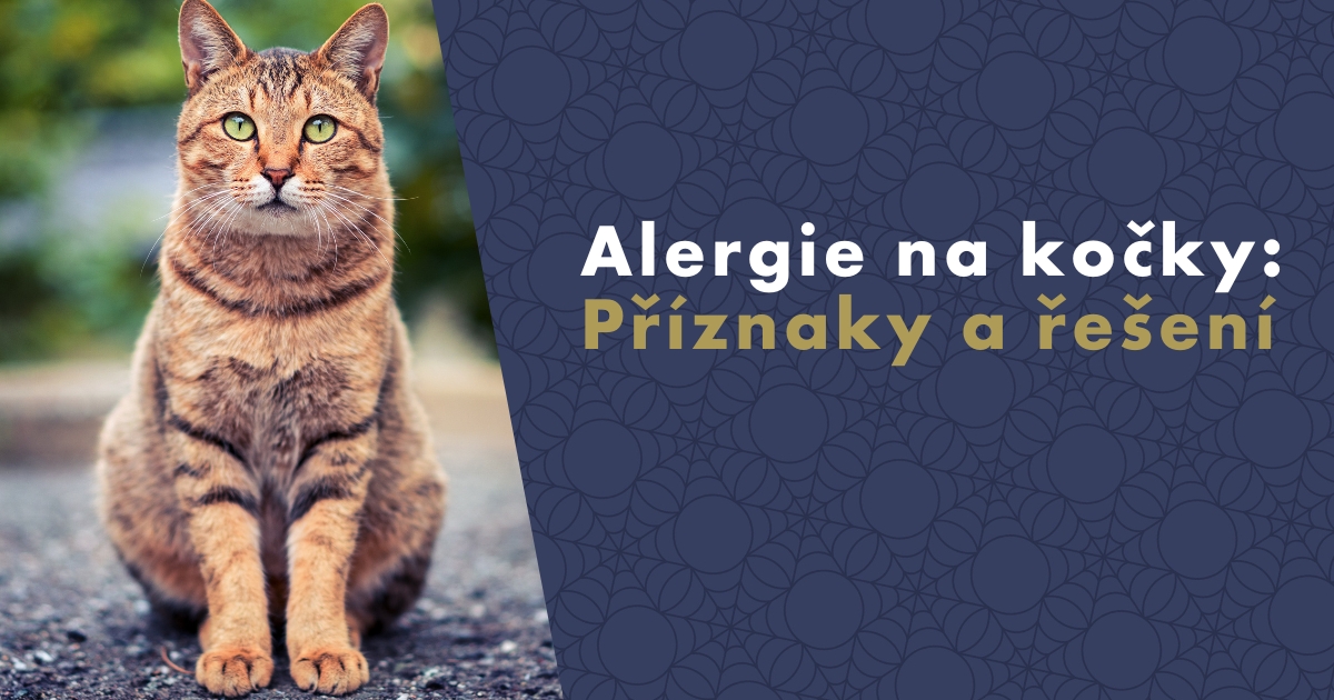 Alergie na kočky Příznaky a řešení